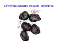 Echinofossulocactus crispatus (kellerianus).jpg